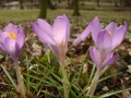 krokusy-w-parku-solackim